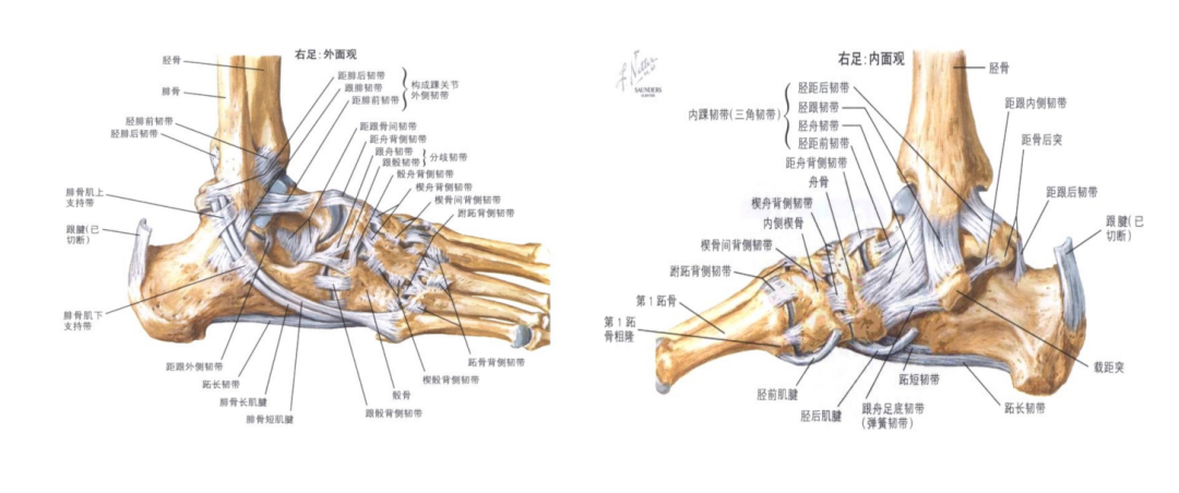早读｜手法复位-踝关节骨折知识点汇总，你想知道的都在这里