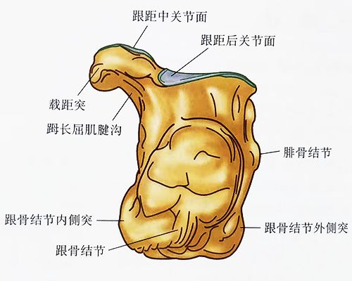 跟骨的形态不同,共有四个关节面,分别是跟距后关节面,跟距中关节面,跟