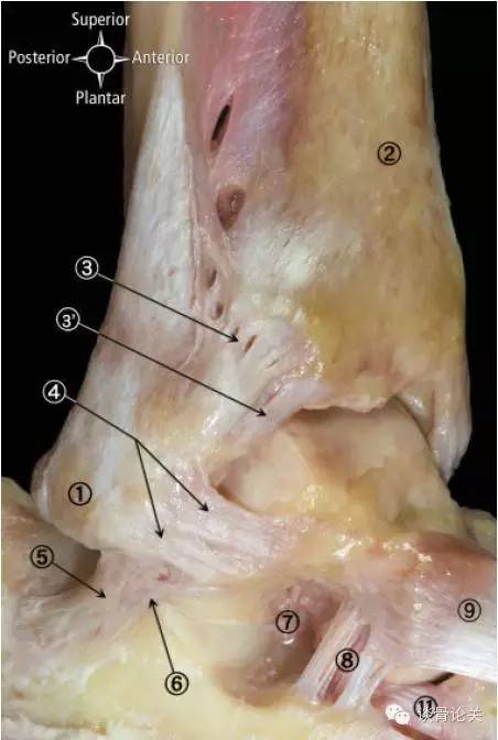 "下胫腓联合损伤"(上篇) 解剖特点和创伤机制 - 上海开为医药科技有限