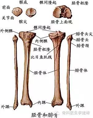 关节面凹陷,简称为大,低,凹;比外侧平台坚固解剖学1胫骨上端与股骨