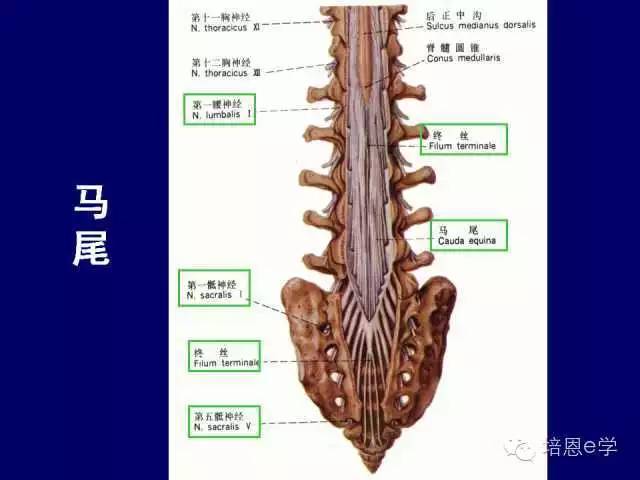 上3個腰神經後支的外側支,在骶棘肌外側緣穿背闊肌的腱膜,跨髂嵴後份