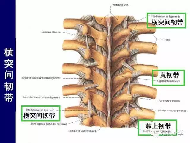 肋横突韧带图片