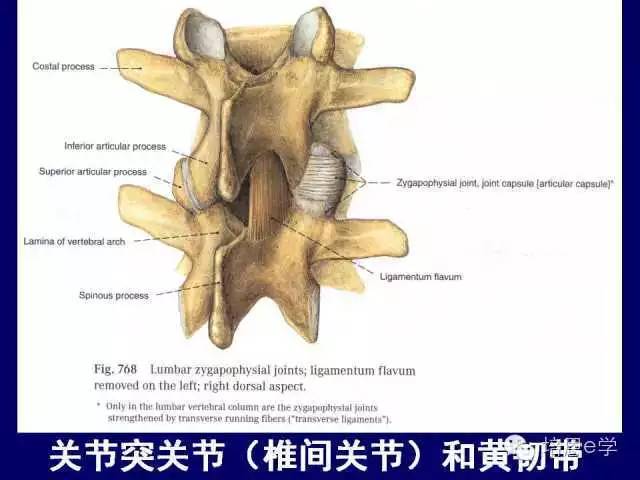 脊柱腰段解剖图(详细标注版 影像图片) - 上海开为医药科技有限公司