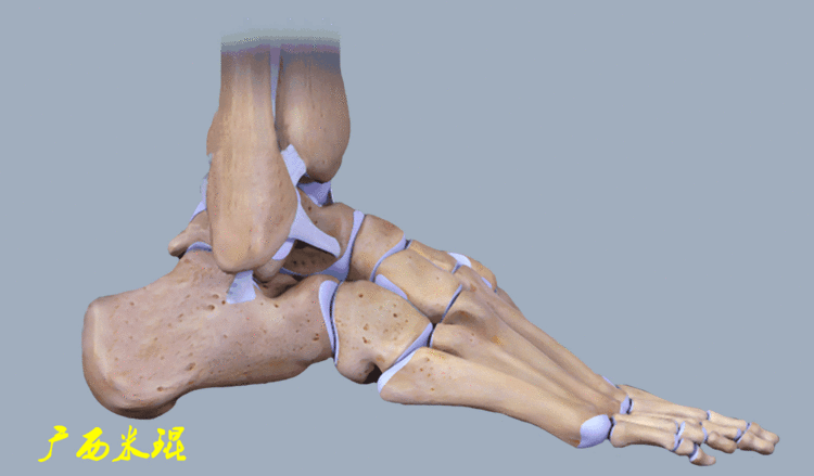 距腓前韧带损伤的mr诊断