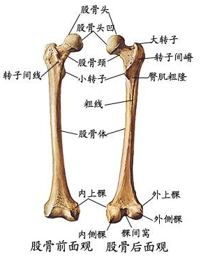 股骨粗隆解剖图片图片