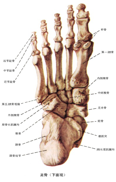 踝及足术后做ct和mr,我们影像注意哪些?