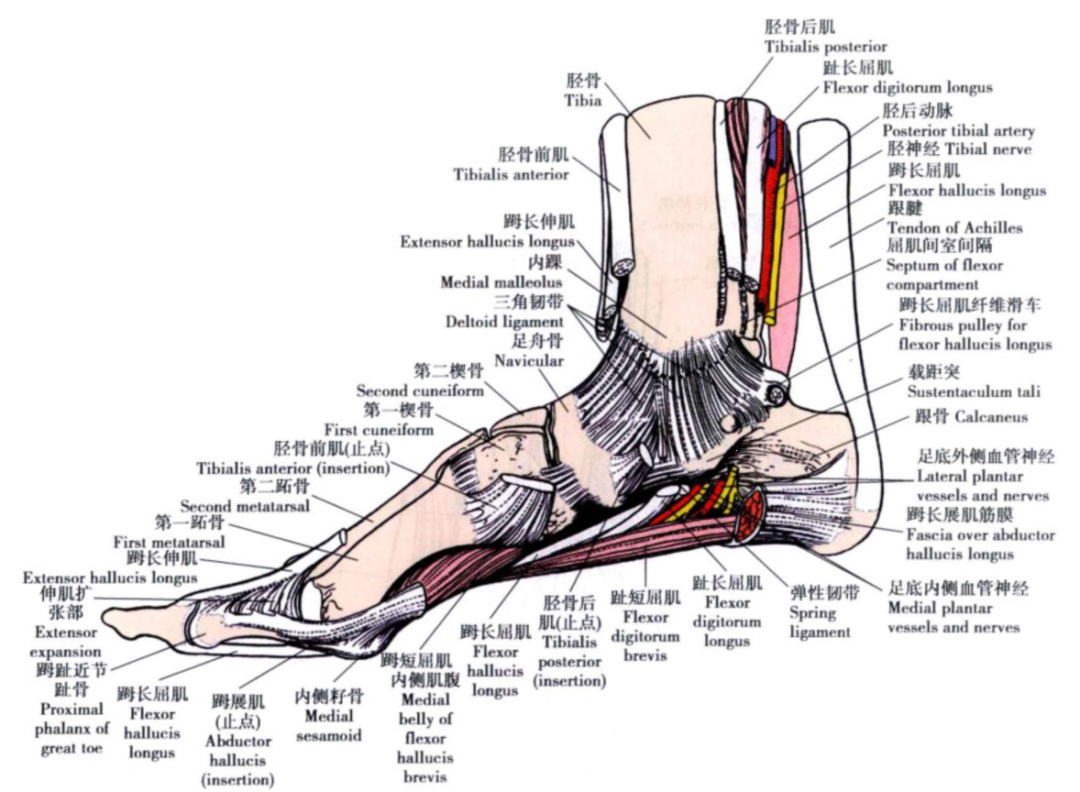 脚韧带图片结构图图片