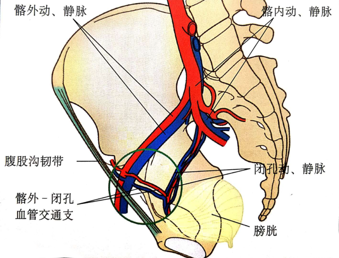 髂内外动脉图片