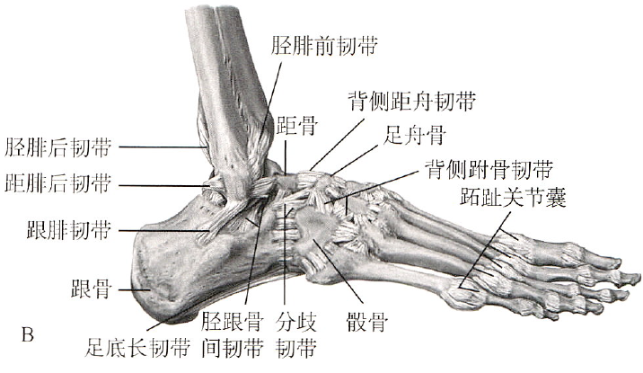 脚部骨骼图解大全脚踝图片