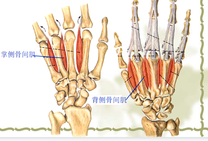 背4展血供:掌心动脉和掌背动脉神经支配:尺神经背侧(邻近的两掌骨干