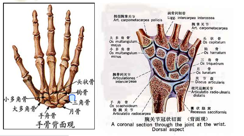 手部的骨骼结构图名称图片