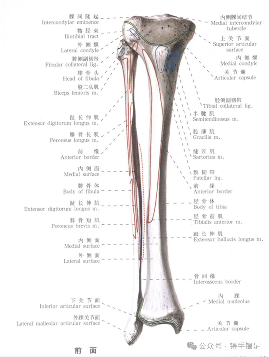 一文详细了解胫骨解剖特点