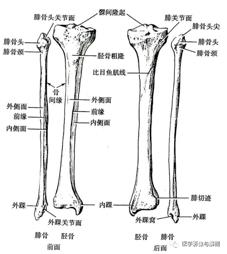 腿的骨头解剖图图片