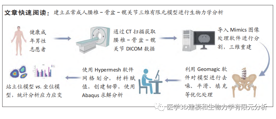 腰椎- 骨盆- 髋关节有限元模型建立及生物力学分析- 上海开为医药科技